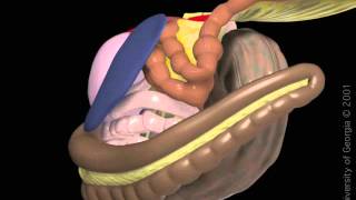 Enteritis proximal [upl. by Hsaniva665]