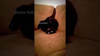 funny funnypetschannel catfunny cat catvideos pets myfunnypets funnycatvideos [upl. by Meyers]