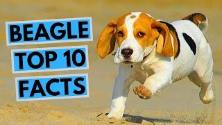 Beagle TOP  10 Interesting Facts [upl. by Yebloc]