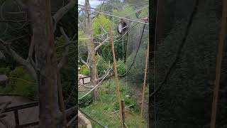 WHITE HANDED GIBBON TREE MONKEY HABITAT [upl. by Efthim990]