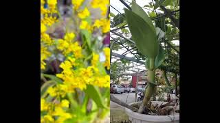 orchids beautifulorchids flowers plants gardening houseplants nature relaxingmusic [upl. by Portwin]