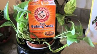 baking soda and molasses cancer protocol YouTube [upl. by Langham]