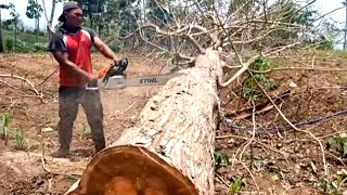 Cutting down old teak trees and cutting them into amazing logs  Sawmill  Stihl [upl. by Kamilah]