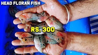 Most Expensive Head Floran Fish Cheapest price In Chennai  Floran Fish  Crazy Pets Tamil [upl. by Islean]