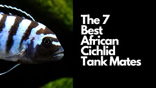 The 7 Best African Cichlid Tank Mates 🐟 [upl. by Otsuaf530]