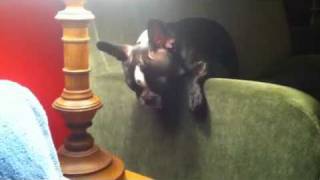 French Bulldog Boston Terrier mix crying [upl. by Solenne]