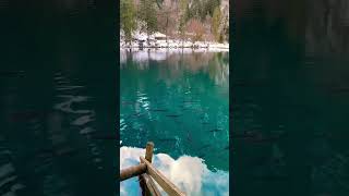 Breathtaking Blausee blausee швейцария travel lakeview switzerland suisse shorts [upl. by Aehtna]