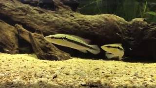 Crenicichla saxatilis [upl. by Elspet]