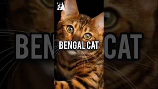 Bengal Cat November2024pkfactoriacatfacts [upl. by Diva]