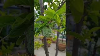 Annona squamosa plant care shortvideos youtubeshorts garden plants  Aata fruits plant [upl. by Airottiv696]