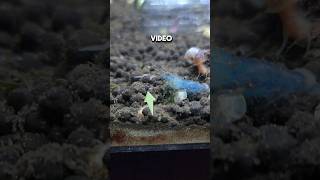 Dealing with Planaria Worms in a shrimp tank Part 2 Planaria traps vs No Planaria [upl. by Felizio]