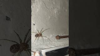 Types of House Spider  Poison of Spider [upl. by Brie]