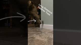 Epic Kitten Feather Toss Challenge 🏅 Watch Her Go for Gold [upl. by Tatiana]