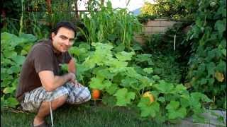 Butternut Squash Growing Tips [upl. by Alegnaoj]