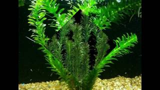 Anacharis Elodea Egeria Densa ADA Easy Live Fish Aquarium Pond Plants Java Moss [upl. by Airotkiv]