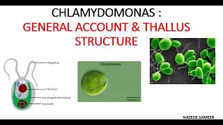 Chlamydomonas Gen Acc Thallus structure BY NAZEEB SAMEER [upl. by Ateuqirne153]