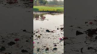 Dibir haor shapla bil X Viral dibir haor sylhet jaintapur X nextmahfuz [upl. by Ramonda622]