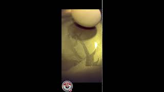 LETS CRACKED AND PEEL CENTURY BLACK DUCK EGGTHE CHINESE TRADITIONAL EGG TRENDING VIRAL [upl. by Adaiha]