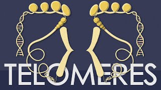 Telomeres explained in less than 5 minutes [upl. by Adeys]