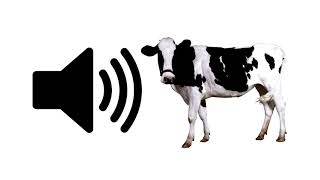 Cow Moo  Sound Effect  ProSounds [upl. by Kotz]