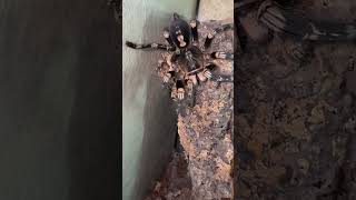 Poecilotheria subfusca lowland feeding [upl. by Kan]