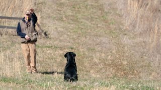 Handling Tips For Retriever Trainers [upl. by Ppilihp]