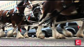 Clydesdales surprise downtowners [upl. by Peonir]