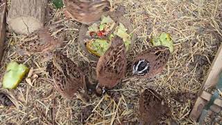 Hanging with Bobwhite Quail 🌿🐤 [upl. by Haggi]