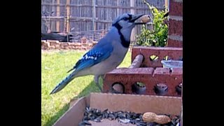 How Blue Jays Eat Peanuts with the Shell On 🥜🥜 [upl. by Rosmarin]