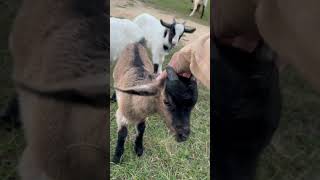 Nigerian dwarf bucklings goats goatkids [upl. by Earlie]