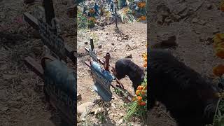 llegando al cementerio de Santa María peñoles a dejar flores a mis abuelitos descansen en paz [upl. by Funda]