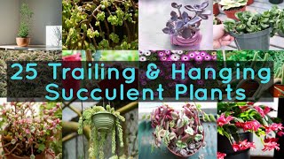 25 Trailing amp Hanging Succulent Plants [upl. by Plantagenet162]