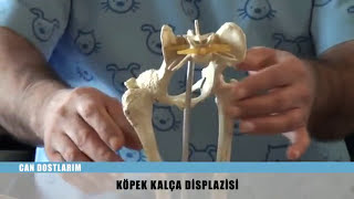 Köpek Kalça Dispilazisi [upl. by Maxia]