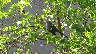 Greenbilled Malkoha Honbenghe China 2020 [upl. by Ahseikram]