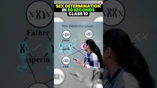 Sex Determination in 60 Seconds 🧬⏱️ Class 10 CBSE 2024 Biology science [upl. by Nnodnarb59]