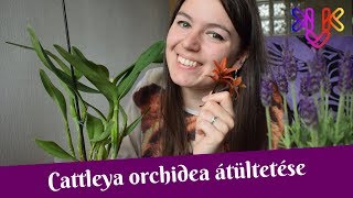 Cattleya orchidea átültetése  A váratlan százlábú invázió és közönség szavazás [upl. by Orren]