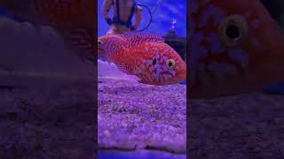 Jewel fish with new born babys fish fishshorts jewelfish [upl. by Stolzer]