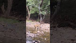 Ranthambore tiger 🐅🐯🐯🐯 music automobile [upl. by Grogan577]