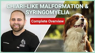 Chiarilike Malformation amp Syringomyelia In Dogs  Symptoms Diagnosis Treatment amp Prognosis [upl. by Nosyla]