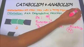 Catabolism and Anabolism [upl. by Ssac556]