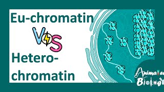 Euchromatin and Heterochromatin in Hindi [upl. by Sirrom144]