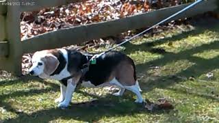 Lucy the beagle journeys to Paines Falls Park [upl. by Luehrmann]