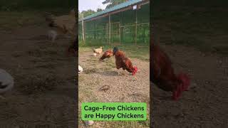 Free range chicken farming [upl. by Vitale491]