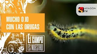 Mucho ojo con las orugas [upl. by Elohc]