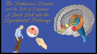 Parkinsons disease Nigrostriatal pathway Dopamine Basal ganglia Putamen and globus pallidus [upl. by Edlyn]