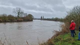 Severn Bore At The Severn Bore Pub  Minsterworth March 12 20242 [upl. by Nodle]