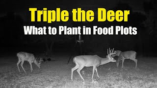 Deer Food Plots  Why Plant Clover [upl. by Derzon]