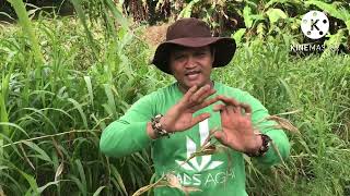 Pagharvest ng Adlayadlai oh wheat rice VLOG 31 [upl. by Tahp]