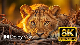 ULTIMATE WILDLIFE Dolby Vision® 8K ULTRA HD HDR [upl. by Gautious212]