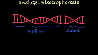 Gel Electrophoresis Explained [upl. by Scandura944]